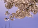 sakuras