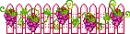 purple grapes