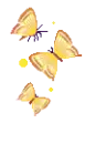yellow butterflys