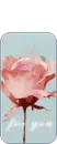 cute rose