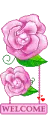 purple roses