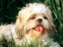cute dogy