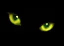 kitty