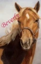 Beverly's Horse