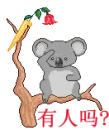 koala looking for something