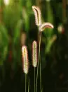 plants
