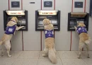 3 help dog getting money out lol