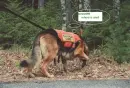 search dog