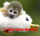 cute monkey