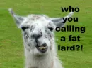 llama