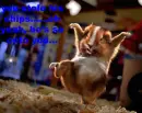 hamster kung-foo