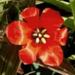 Tulip morph
