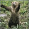 Bear Hug