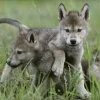 Wolf Pups