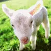 Lamb