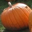 I Want A Pumpkin!