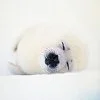White Seal