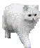 cute walking cat