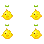 rolling chicks