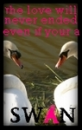 swan