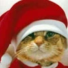 Christmas Cat