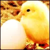 Baby Chick