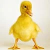 Baby Duck