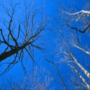 Blue Forest