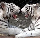 Tiger Love