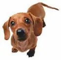 little dog