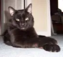 brown cat