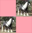horse background