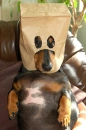 short dog in a mask