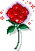 tiny-rose