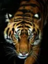 Siberian Tiger