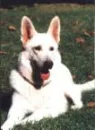 my Dog Bear!