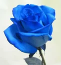 Blue Rose