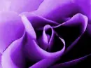 Purple Rose 