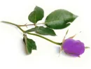 Purple Rose 