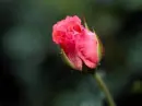 Pink Rose