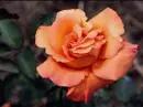 Orange Rose