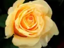 Yellow Rose