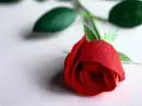 Red Rose