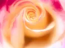 Pink & White Rose