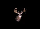Deer Background