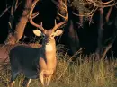 Deer Background