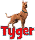 Tyger