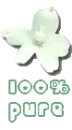 100% pure white flower