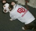 dog go sooners