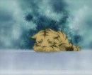 Kisa-Tiger